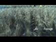 Maize Harvest POV 2 1541